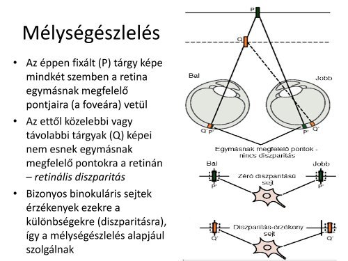 Latas - izleles - szaglas.pdf