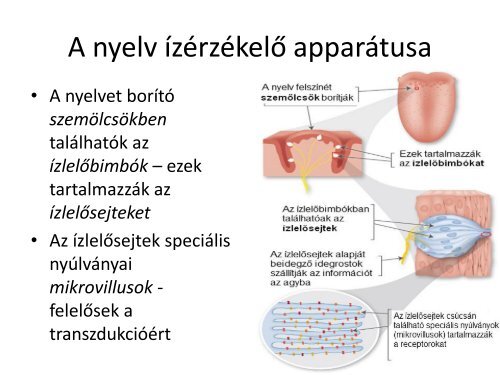 Latas - izleles - szaglas.pdf