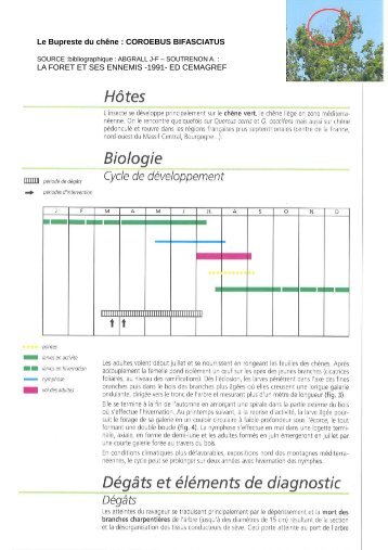 Le Bupreste du chêne : COROEBUS BIFASCIATUS LA FORET ET ...