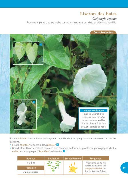 Plante Grimpante Très Ex