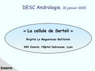 cellule de Sertoli - Cours du DESC d'Andrologie