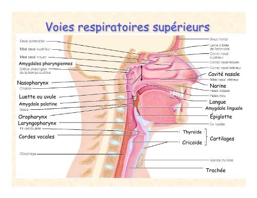 Voies respiratoires supérieurs