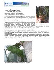 Boron Deficiency - Collier County Extension Office - University of ...