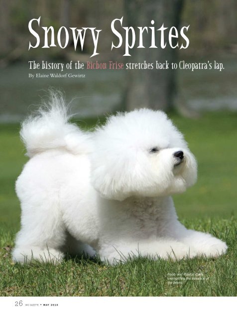 bichon frise lion cut
