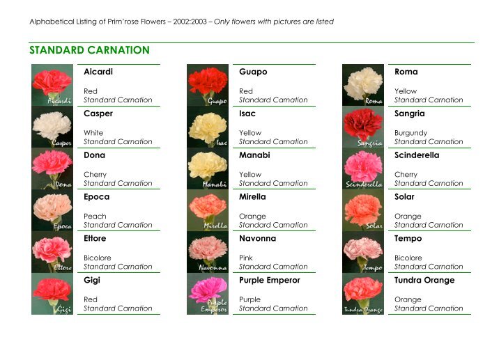 Carnations Magazines