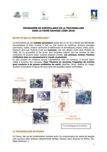 Fiche Trichinellose - Fédération Départementale des Chasseurs d ...