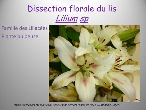 Dissection florale du glaïeul Gladiolus communis