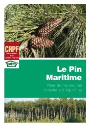 Le pin maritime : pilier de l'économie forestière d'Aquitaine