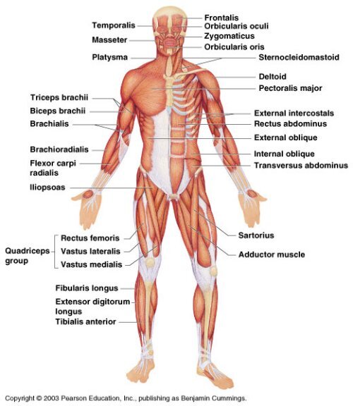 Major Muscles PDF