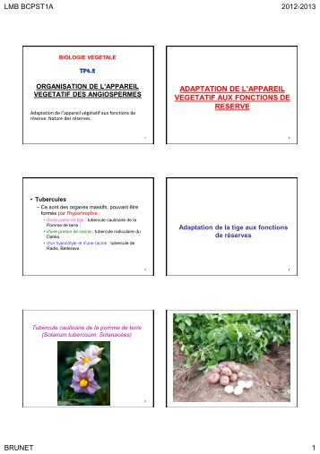 ORGANISATION DE L'APPAREIL VEGETATIF DES ANGIOSPERMES