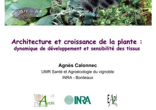 Architecture et croissance de la plante :