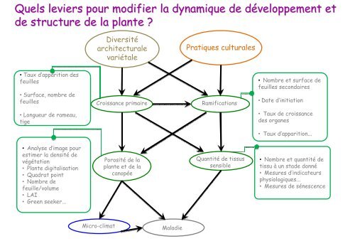 Architecture et croissance de la plante :