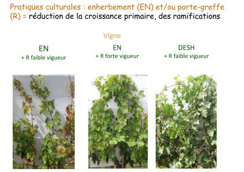 Architecture et croissance de la plante :