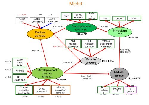 Architecture et croissance de la plante :