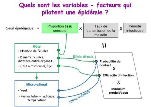 Architecture et croissance de la plante :