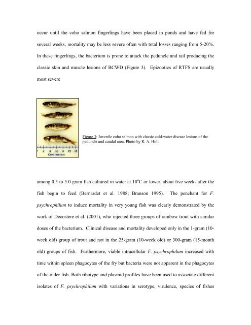 Flavobacterium psychrophilum, cause of ... - cop.eXtension.org