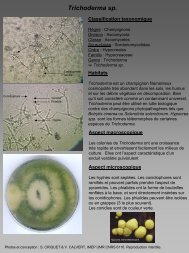 Trichoderma sp. - IMEP