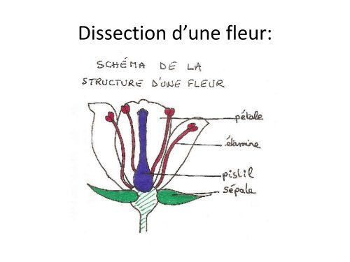 Chapitre 3: Le peuplement d'un milieu par les végétaux Problème ...