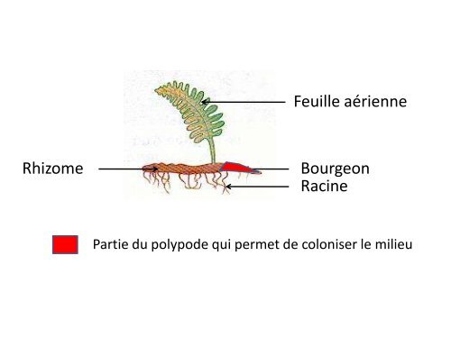 Chapitre 3: Le peuplement d'un milieu par les végétaux Problème ...