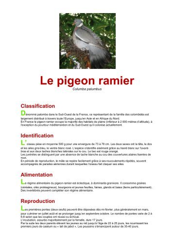 Le pigeon ramier