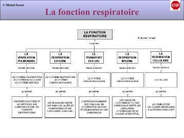 La fonction respiratoire