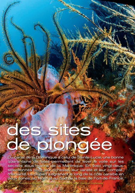 Guide des sites de Plongée - Les Vagues du Diamant