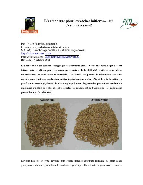 Grains d'avoine nue