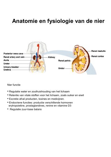 Anatomie en fysiologie van de nier - NVKC