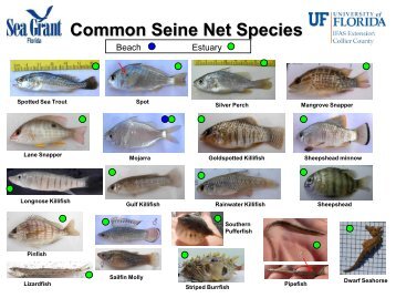 Seine Net Species ID Sheet