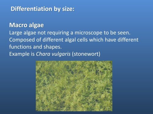 Pond algae: why the populations fluctuate?