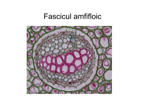 Morfo-Anatomie vegetala - UBM :: Departamentul de Chimie-Biologie