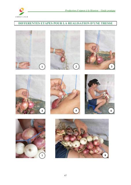 Production d'oignon à partir de bulbilles : - ARMEFLHOR