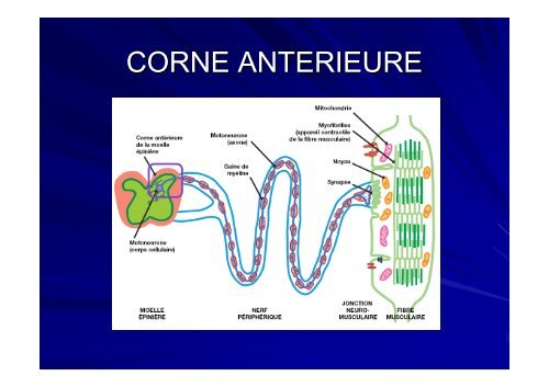 Maladies neuromusculaires et appareil respiratoire