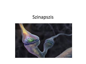 3 - Szinapszis.pdf