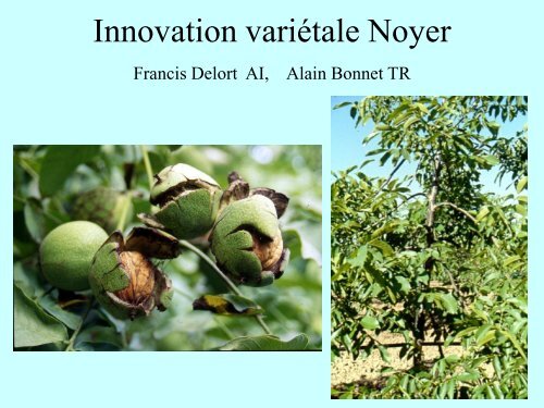 Le noyer à double fin - Cost 873