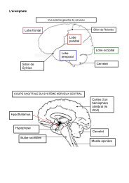 L'encéphale Cortex d'un hémisphère cérébral (le droit) Cervelet ...