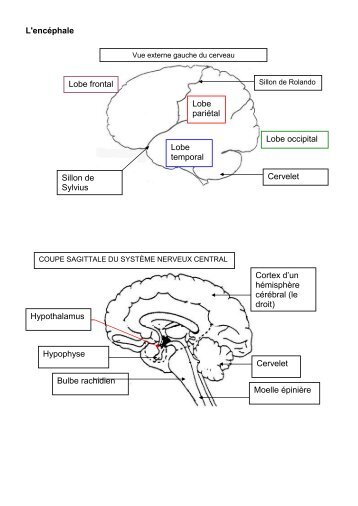 L'encéphale Cortex d'un hémisphère cérébral (le droit) Cervelet ...