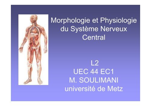 Morphologie SNC L2 [Mode de compatibilité]