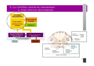 5. Le contrôle central du mouvement - UFR des Sciences de la Vie