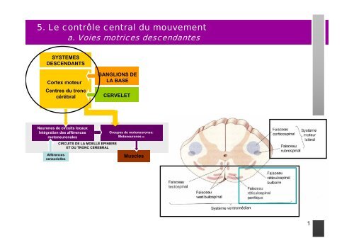 5. Le contrôle central du mouvement - UFR des Sciences de la Vie