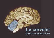 Cervelet structure e..
