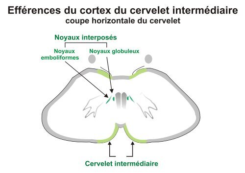 Cervelet structure e..