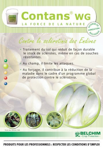 Contre le sclérotinia des Endives - Belchim Crop Protection