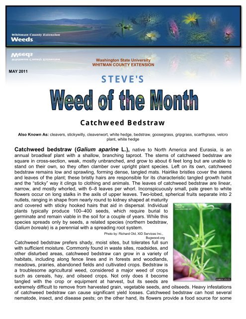 Catchweed Bedstraw - WSU Extension Counties - Washington State ...