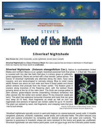 Silverleaf Nightshade - WSU Extension Counties - Washington State ...