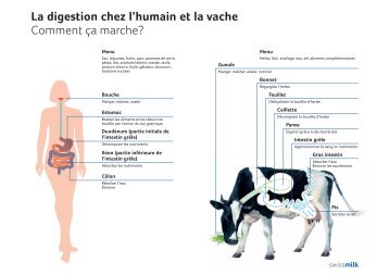 La digestion chez l'humain et la vache - Swissmilk
