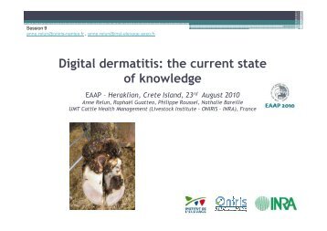 Digital dermatitis in cows - EAAP