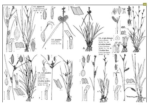Laîches (Carex). - Flore du Nord-est