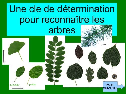 Clé d'identification des arbres feuillus du Québec