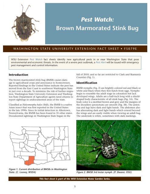 Pest Watch: Brown Marmorated Stink Bug - Washington State ...